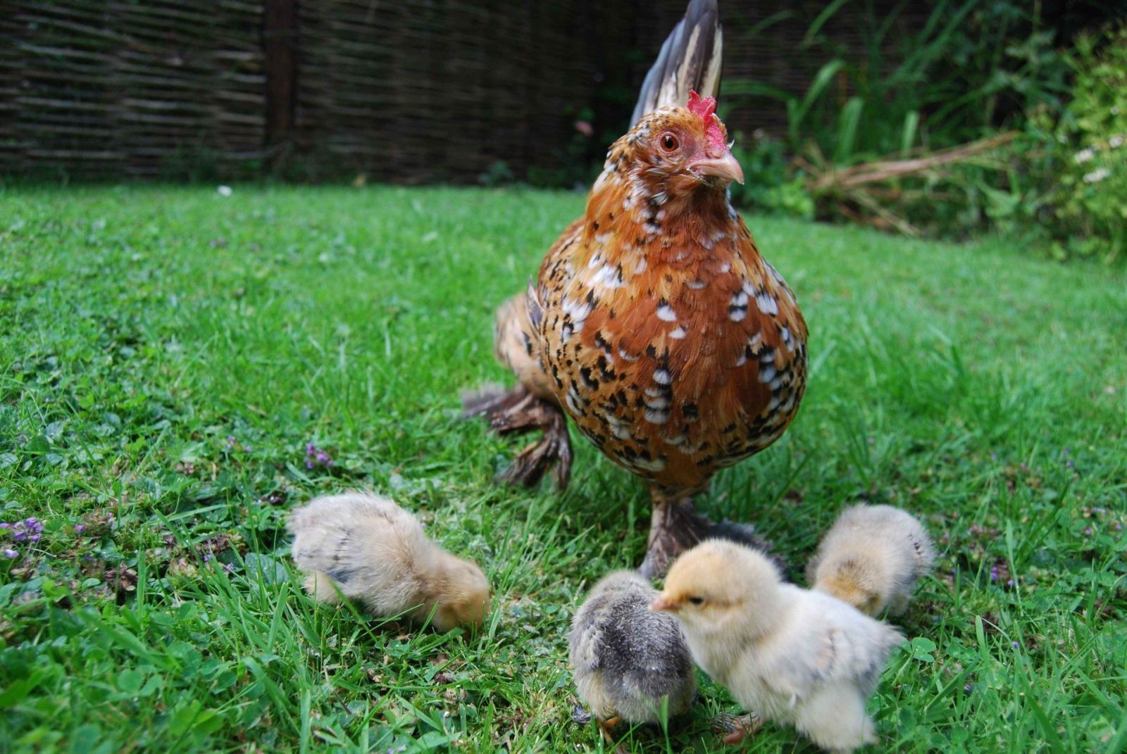 Cute Hen HD Wallpaper with her chicken 1590 - Hen HD Wallpaper