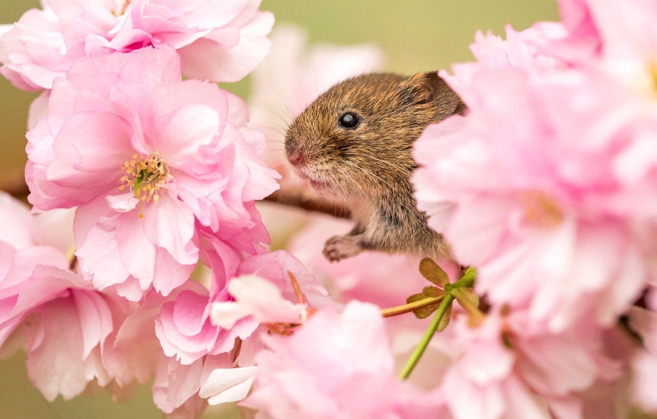 Wallpaper flowers, branches, cherry, background, spring, mouse, Sakura, mouse, muzzle, pink, flowering, rodent, drain, field, the mouse is tiny, field mice image for desktop, section макро