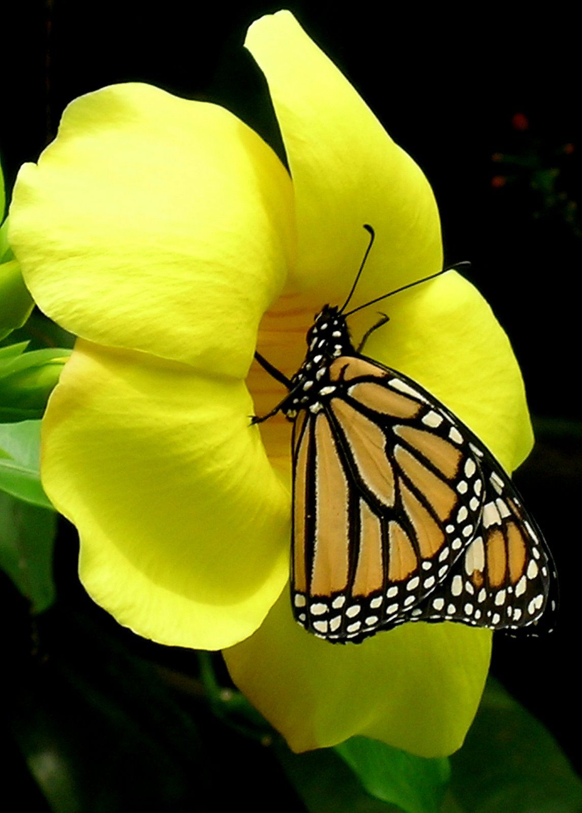 Easter Butterflies Wallpapers - Wallpaper Cave