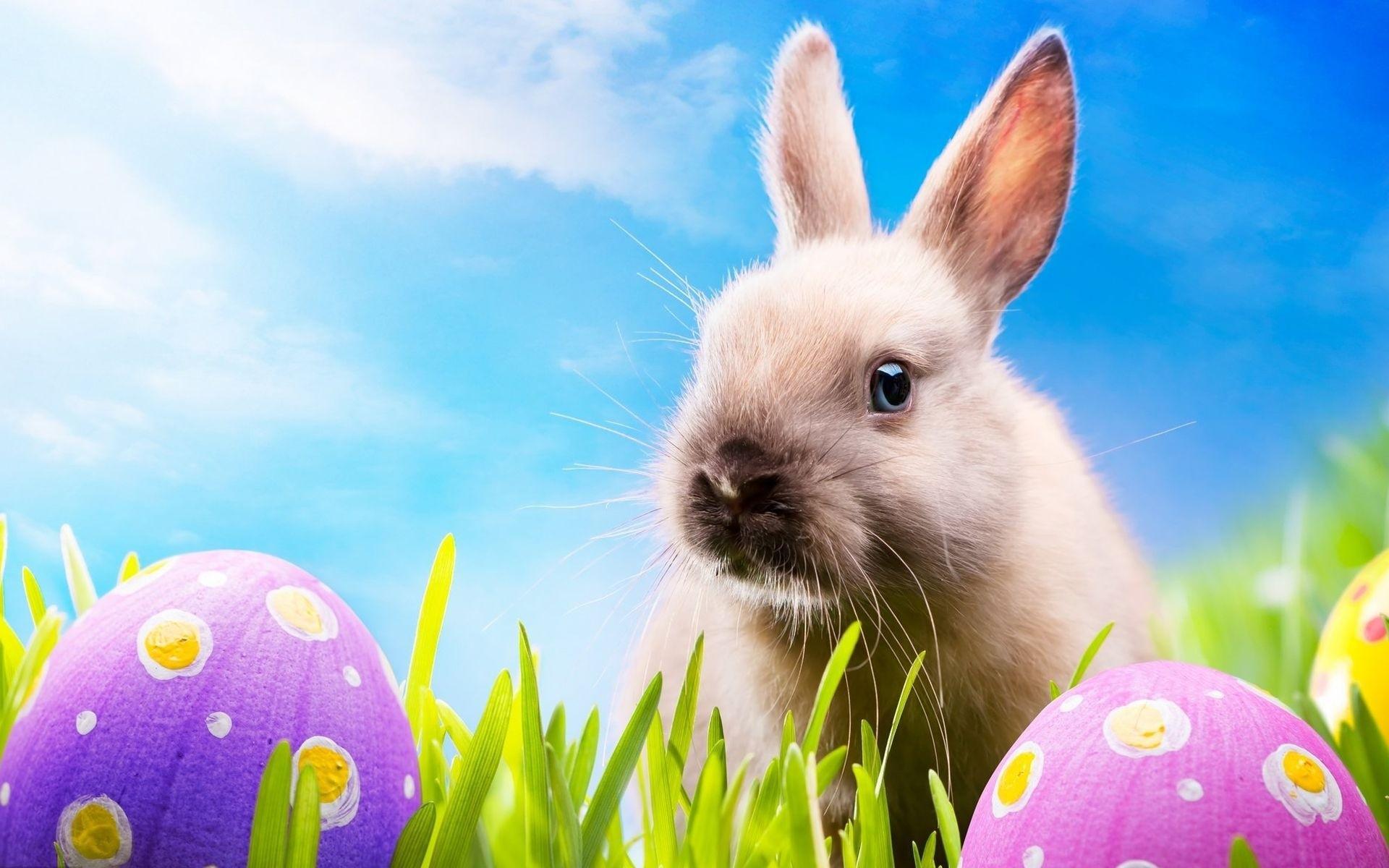 Happy Easter For All Animal Lovers! HD desktop wallpaper