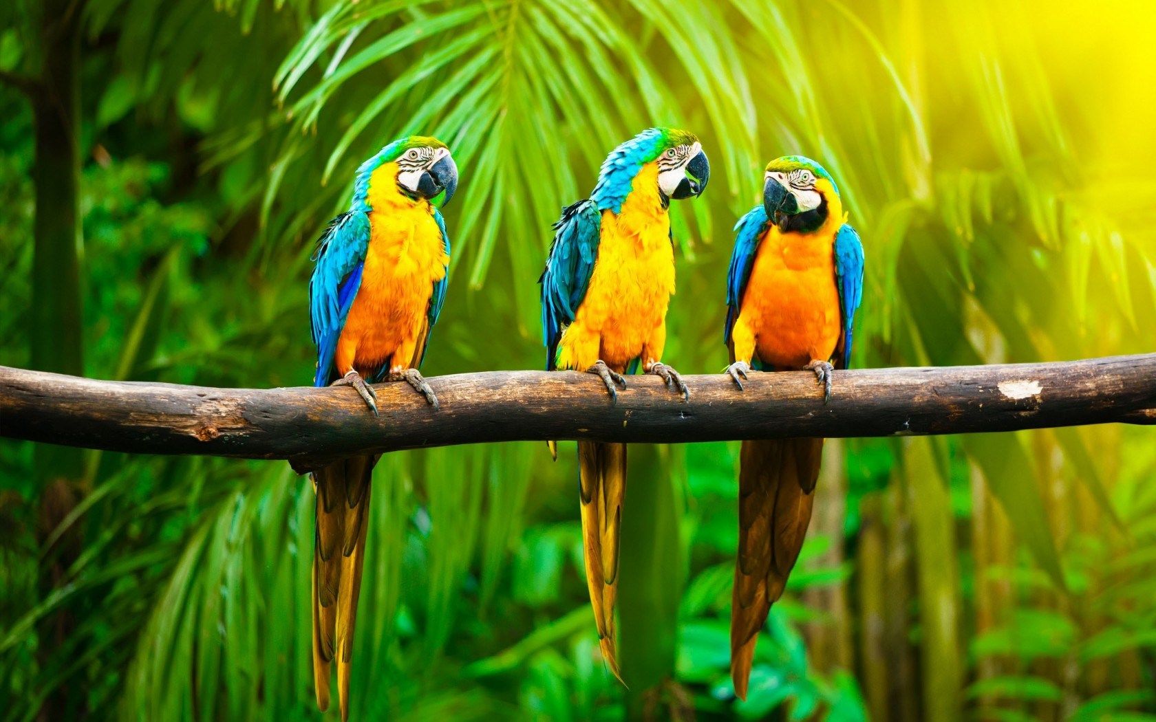 parrots branch jungle HD wallpaper