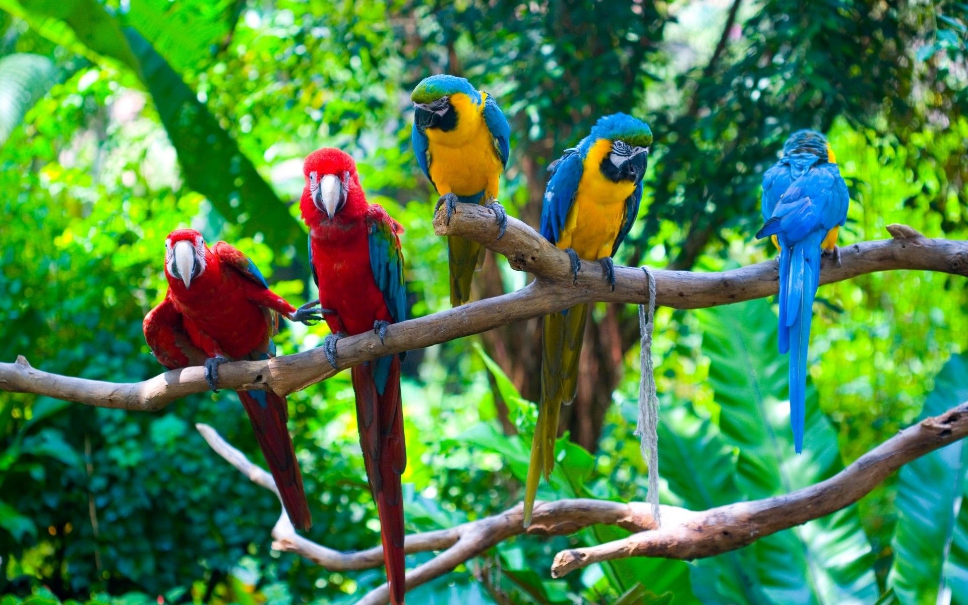 Parrots Conflict
