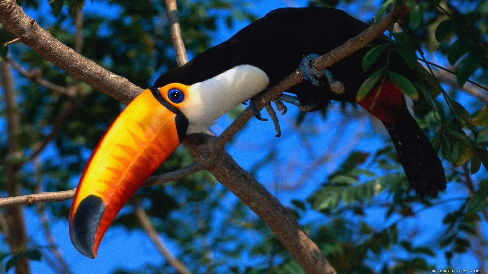 Animals birds color parrot toucan trees eyes pov wallpaper