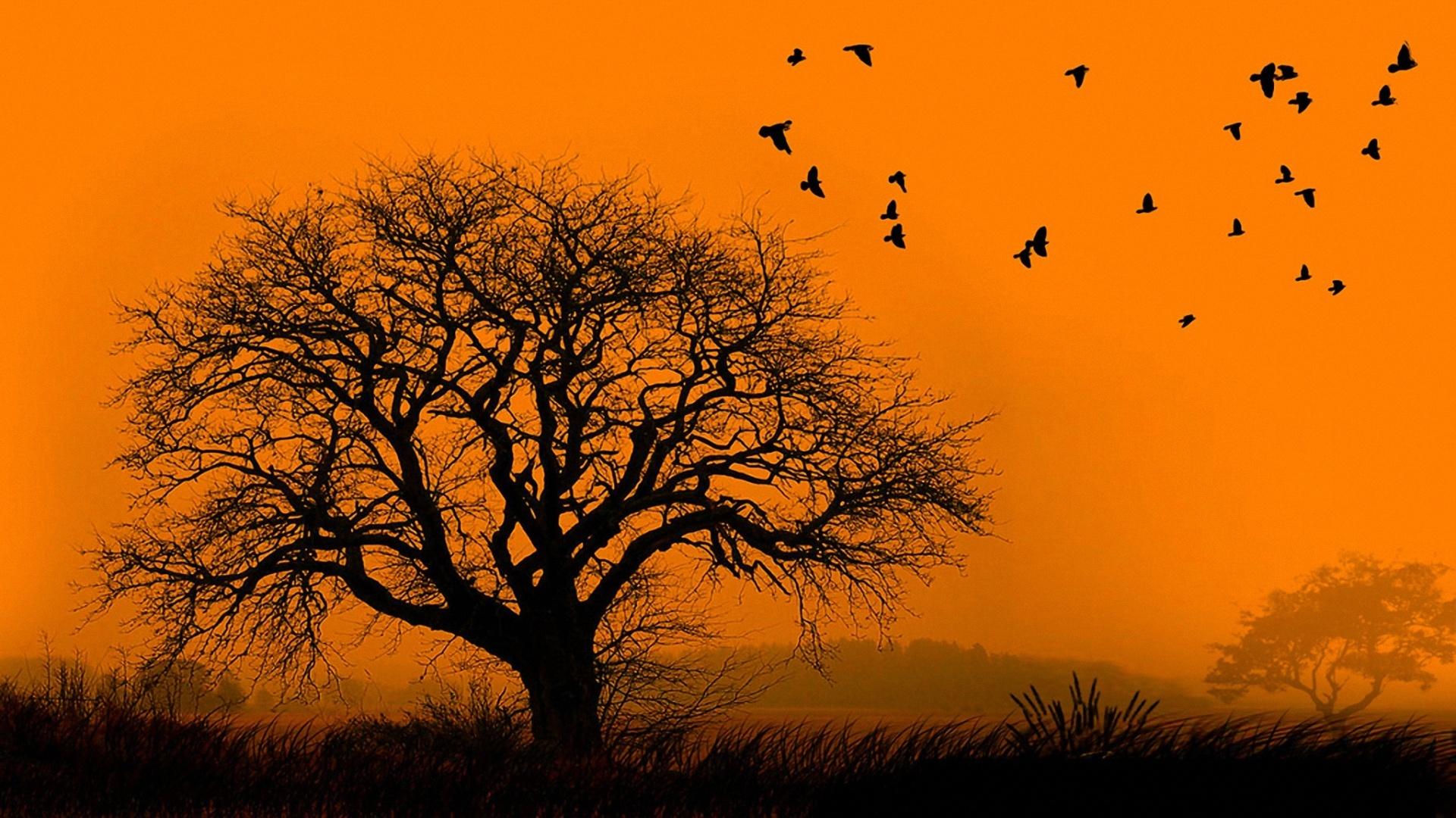Free download Jungle Sunset Flock Of Birds On Tree Wallpaper