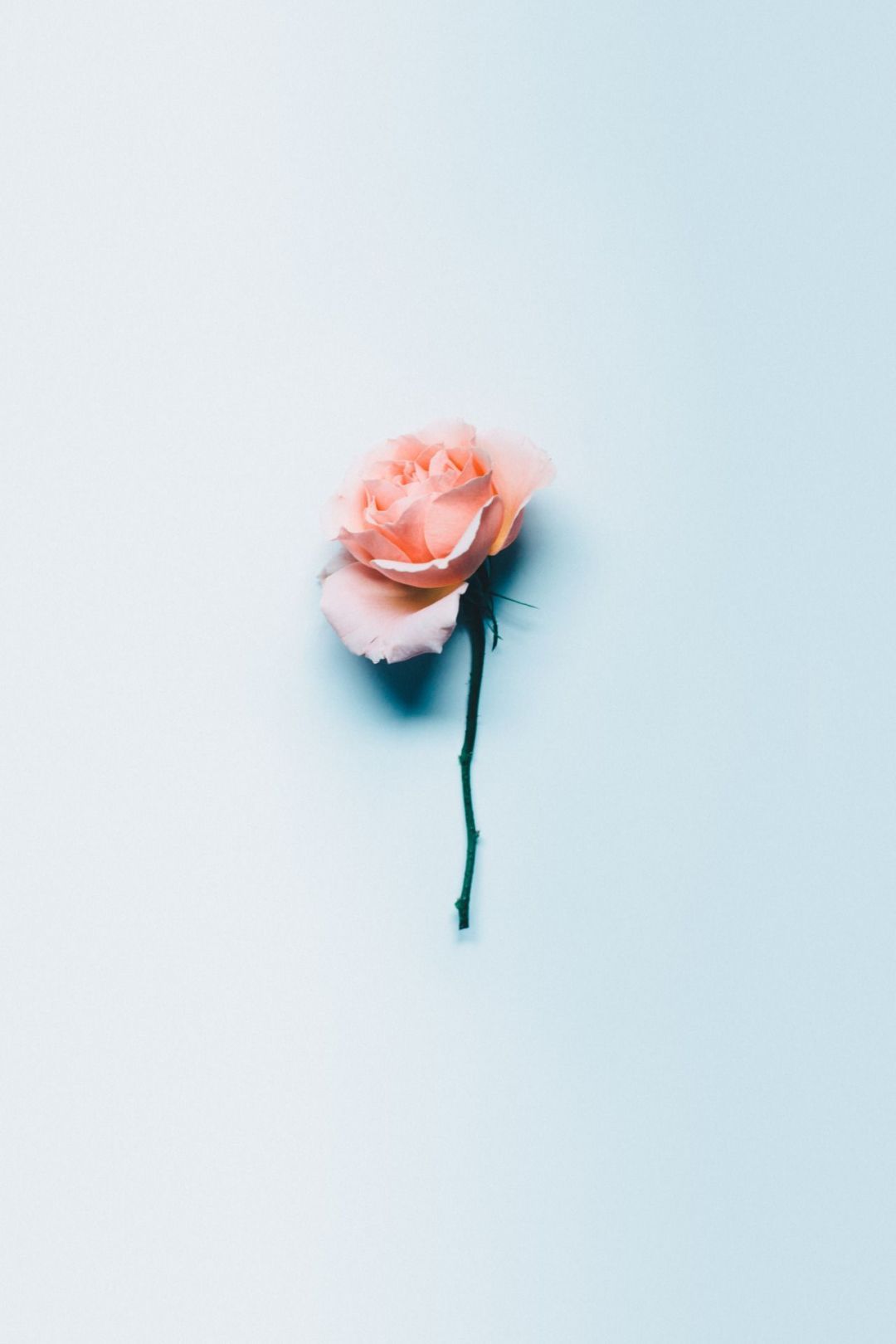 Aesthetic Rose, iPhone, Desktop HD Background