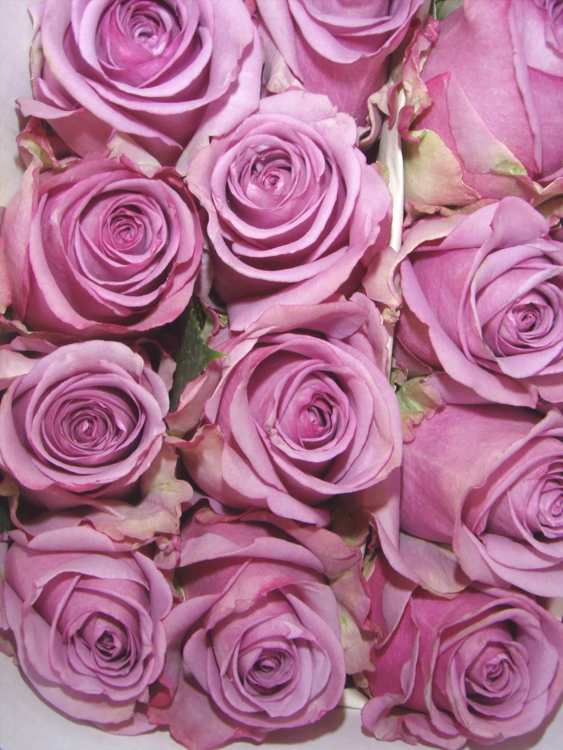 Purple Roses Wallpaper