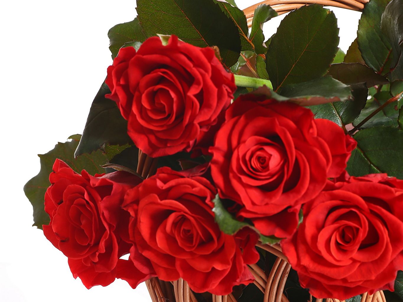 Desktop Wallpaper Red Roses Flowers