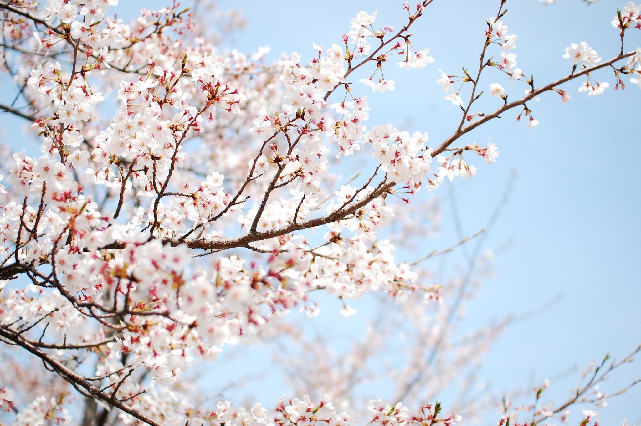 cherry blossom HD widescreen wallpaper for laptop