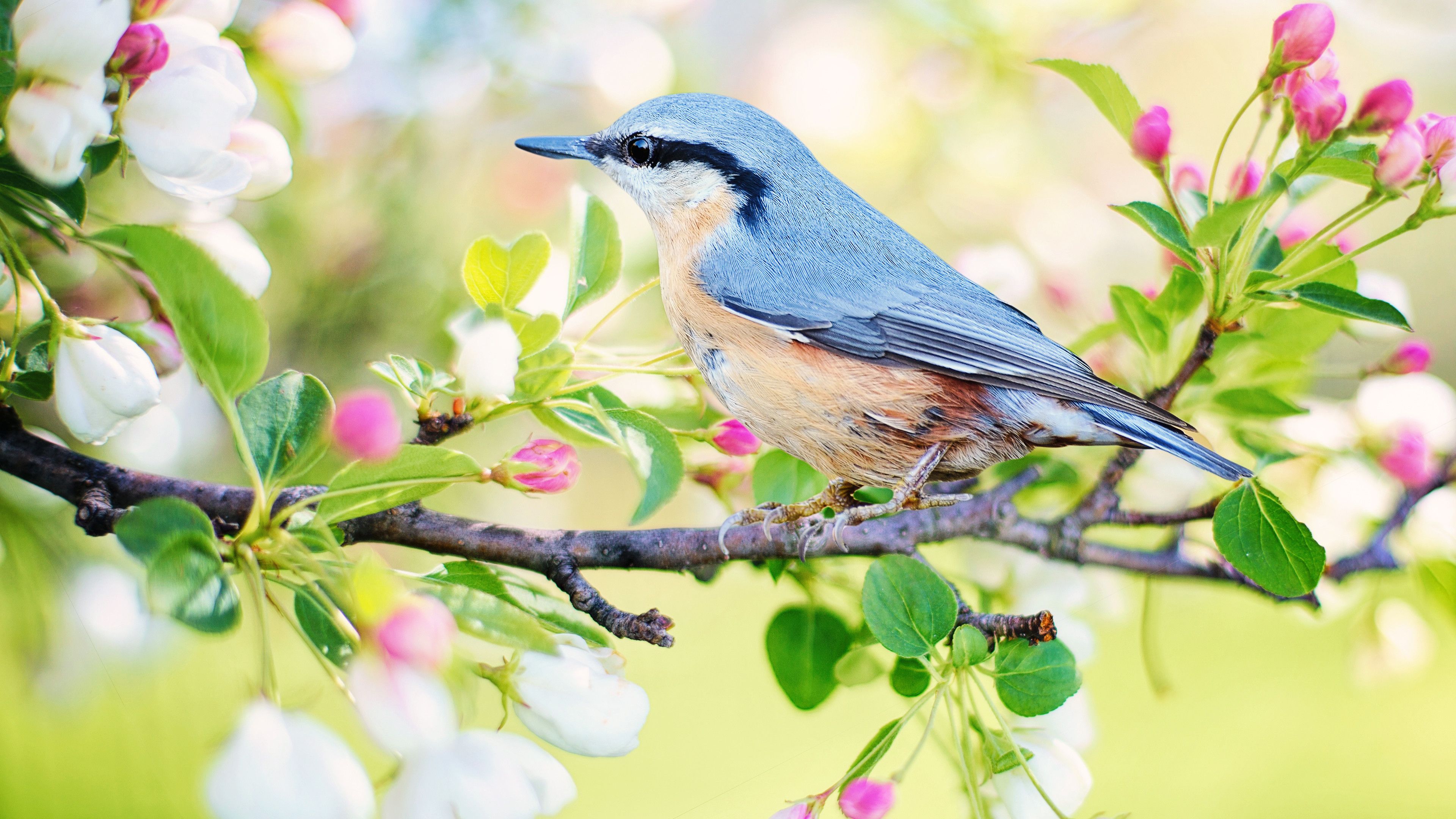 Spring Bird Desktop Wallpaper