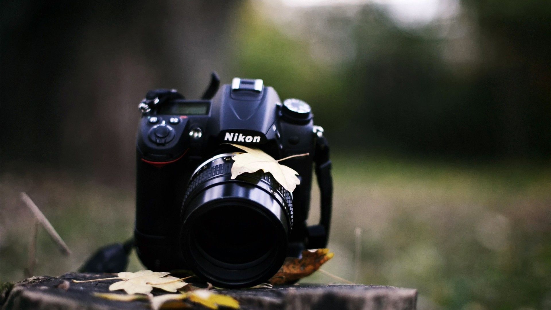 Nikon Nature, HD Photography, 4k Wallpaper, Image, Background