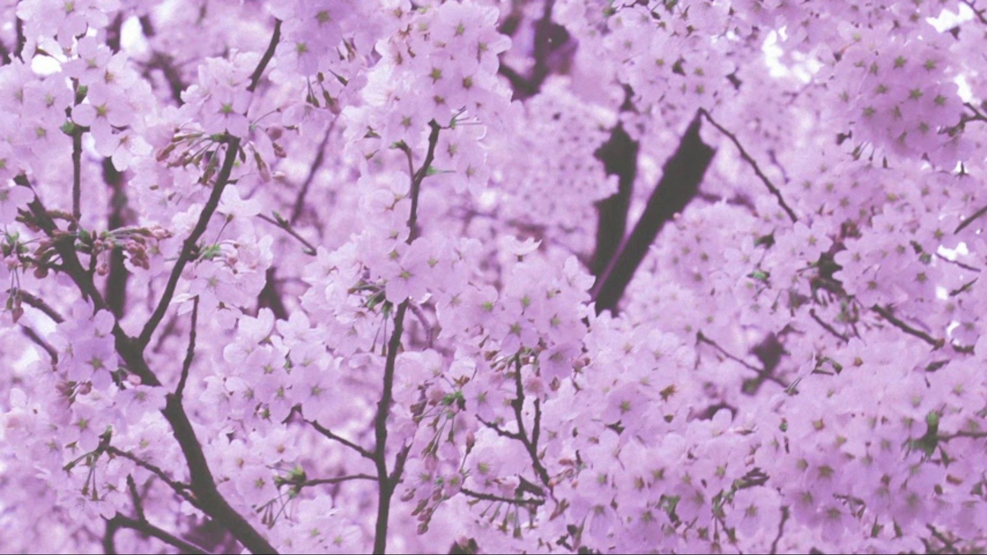 cherry blossom tree aesthetic laptop wallpaper. Cherry