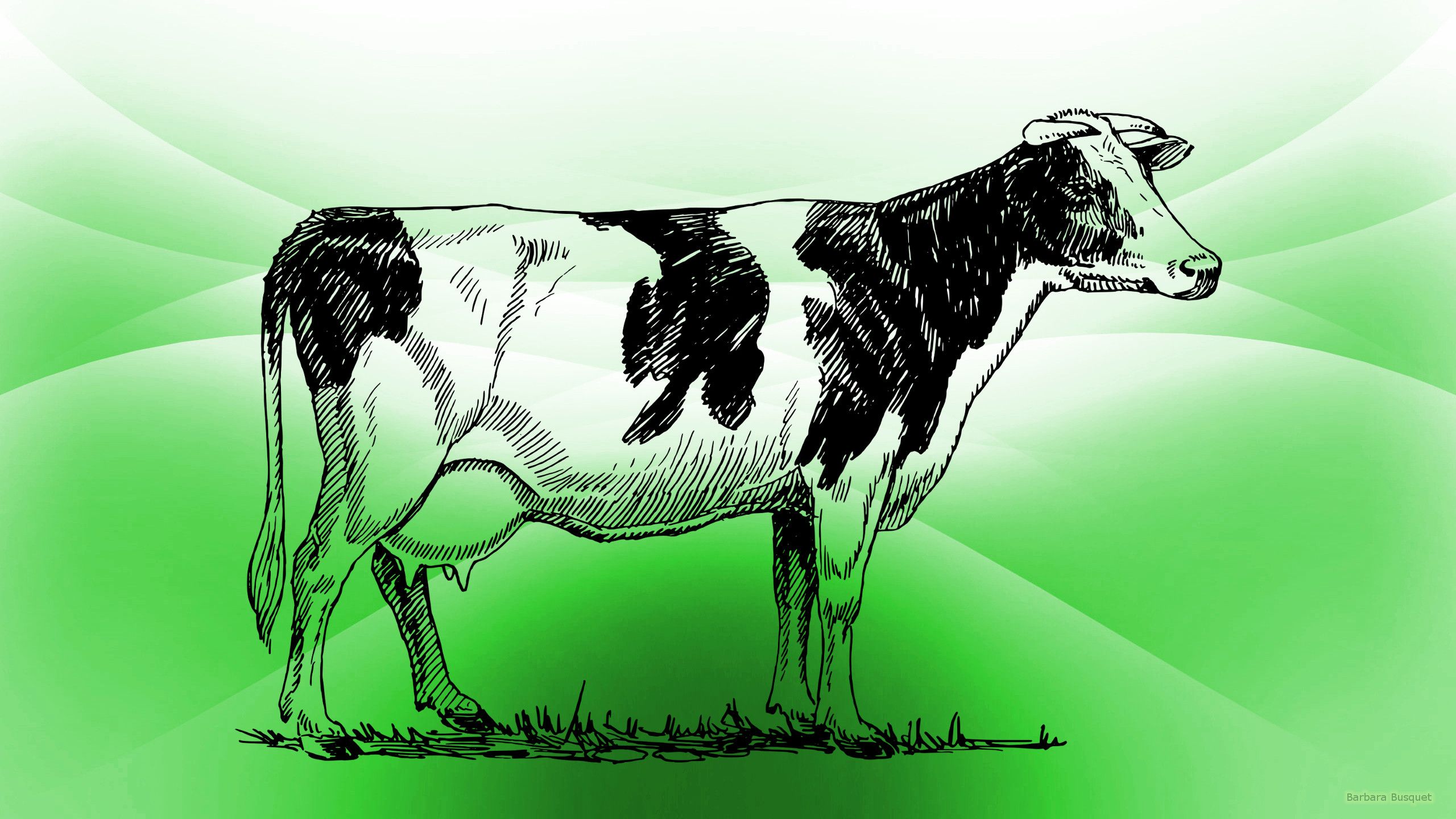Cow Wallpaper's HD Wallpaper