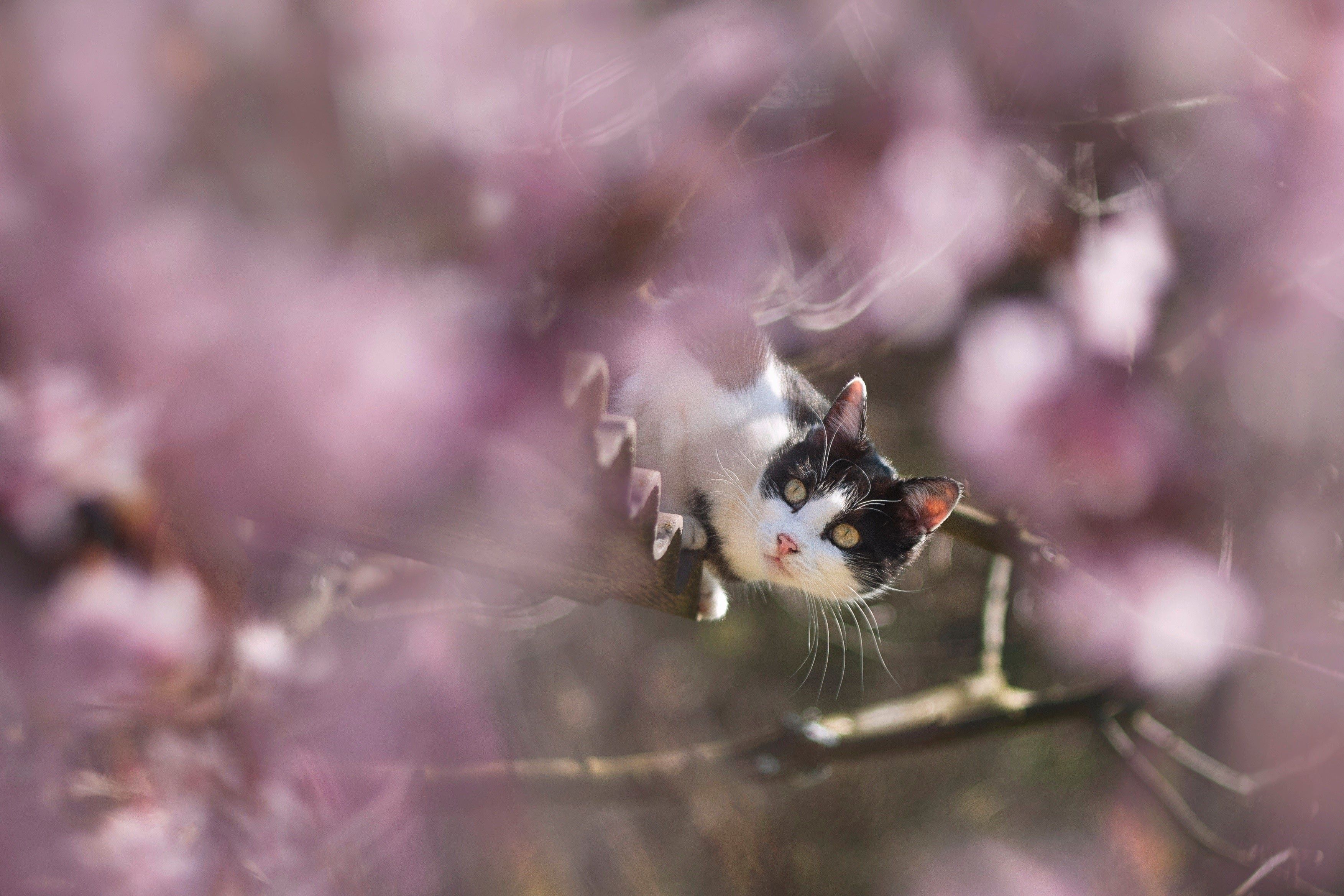Wallpaper. Animals. photo. picture. cat, spring, branches, flowering, roof