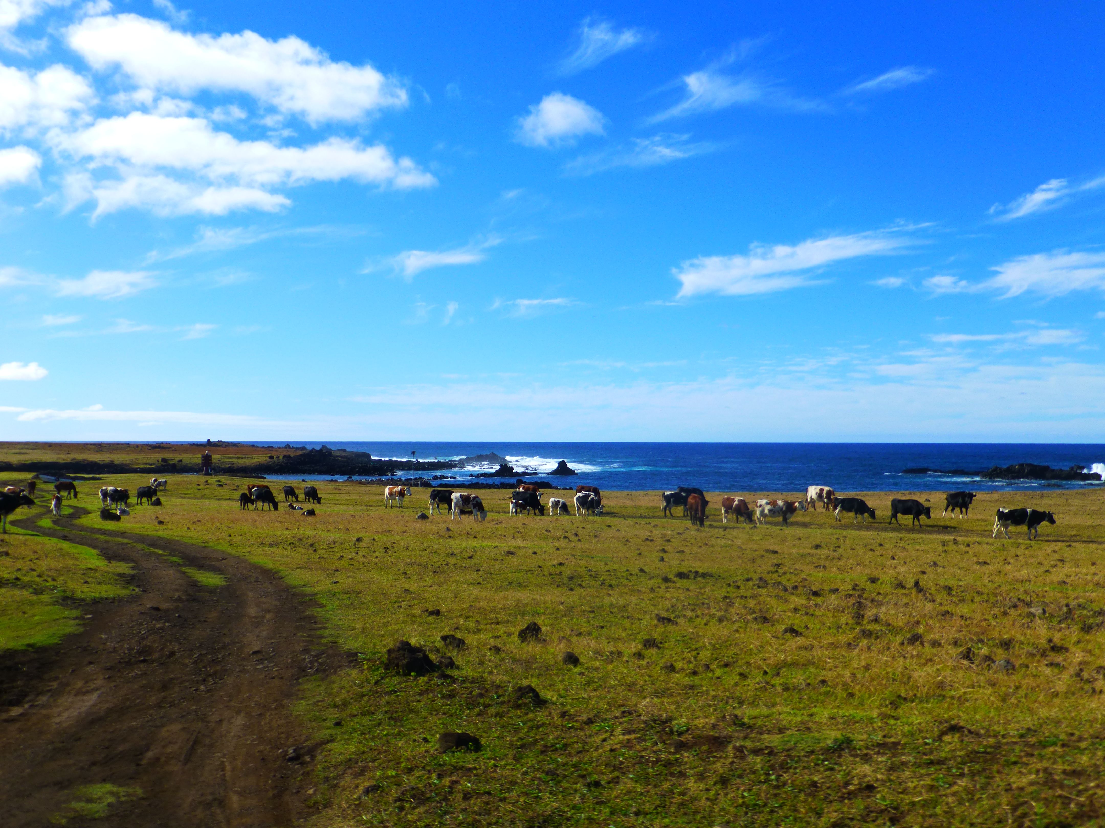 Easter Island Picture. Download Free Image
