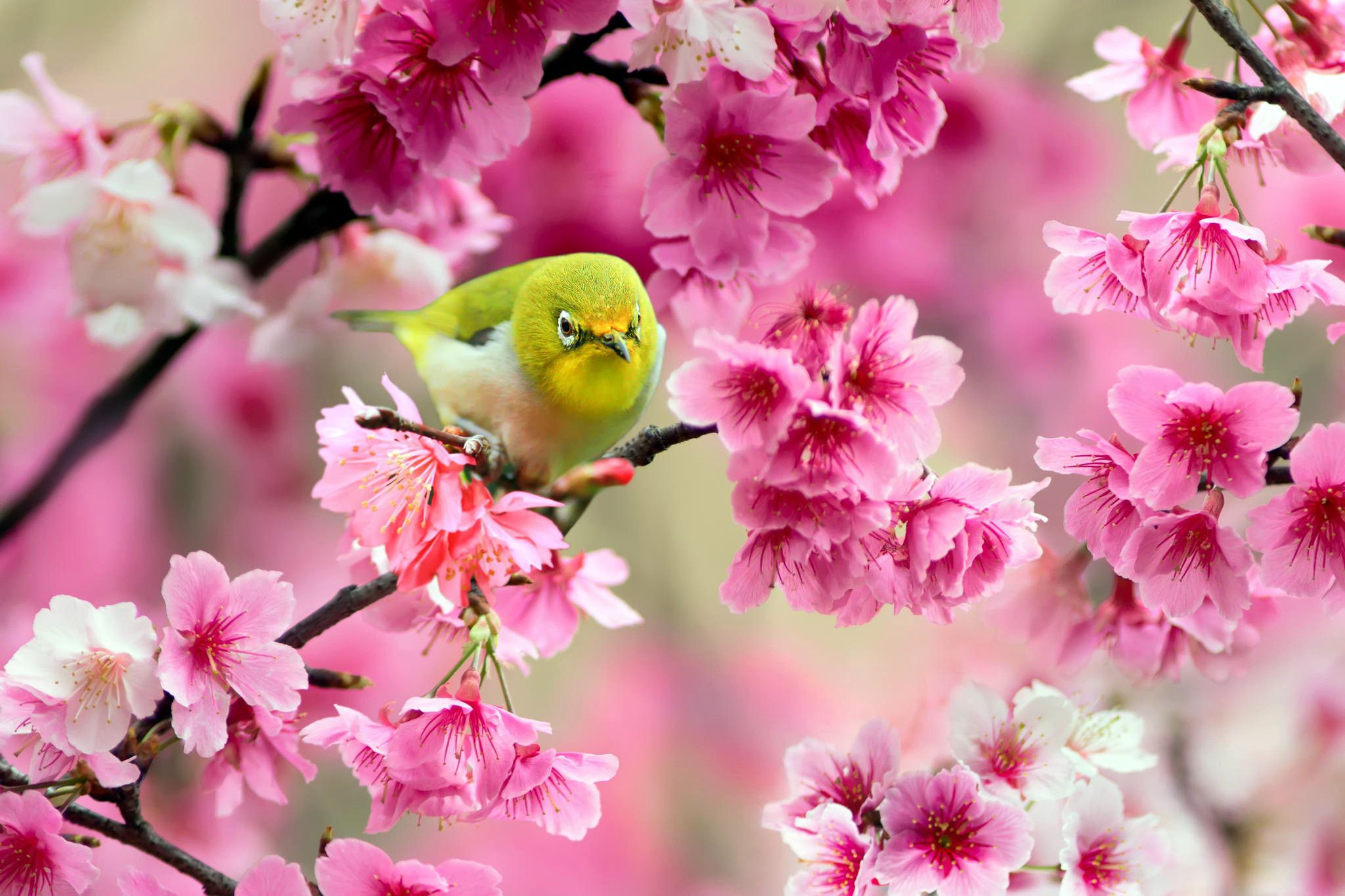 Wiki Green Bird Sparrow Cherry Flowers Spring Data Bird