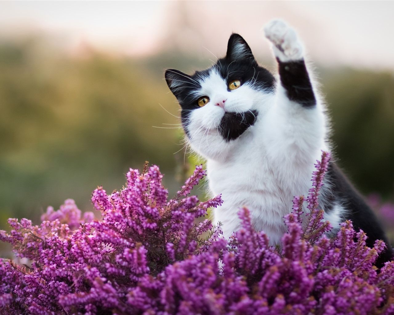 Wallpaper Cute cat, pink flowers, hello, funny animal 3840x2160