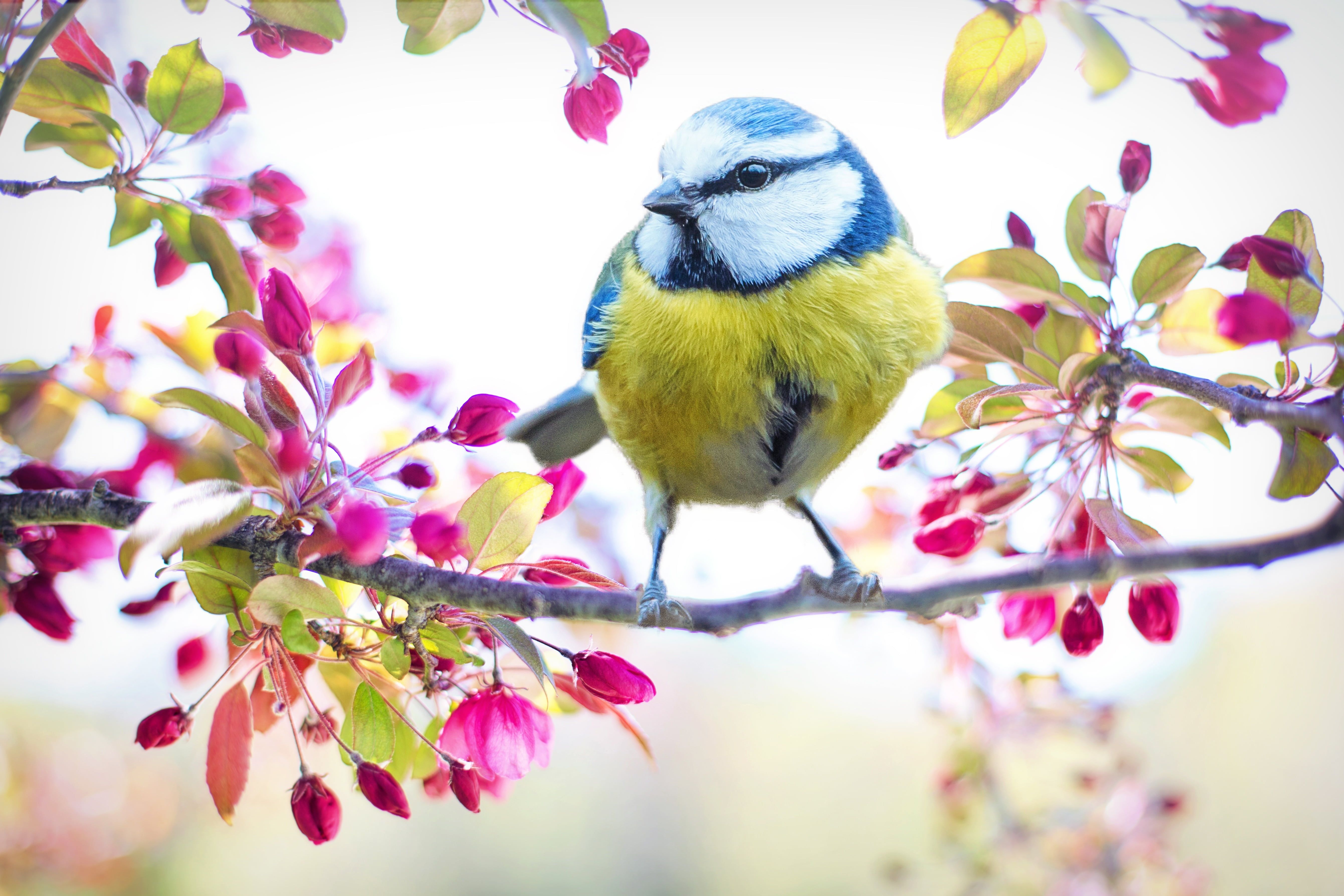 Selective focus photography of blue and yellow short beak bird HD