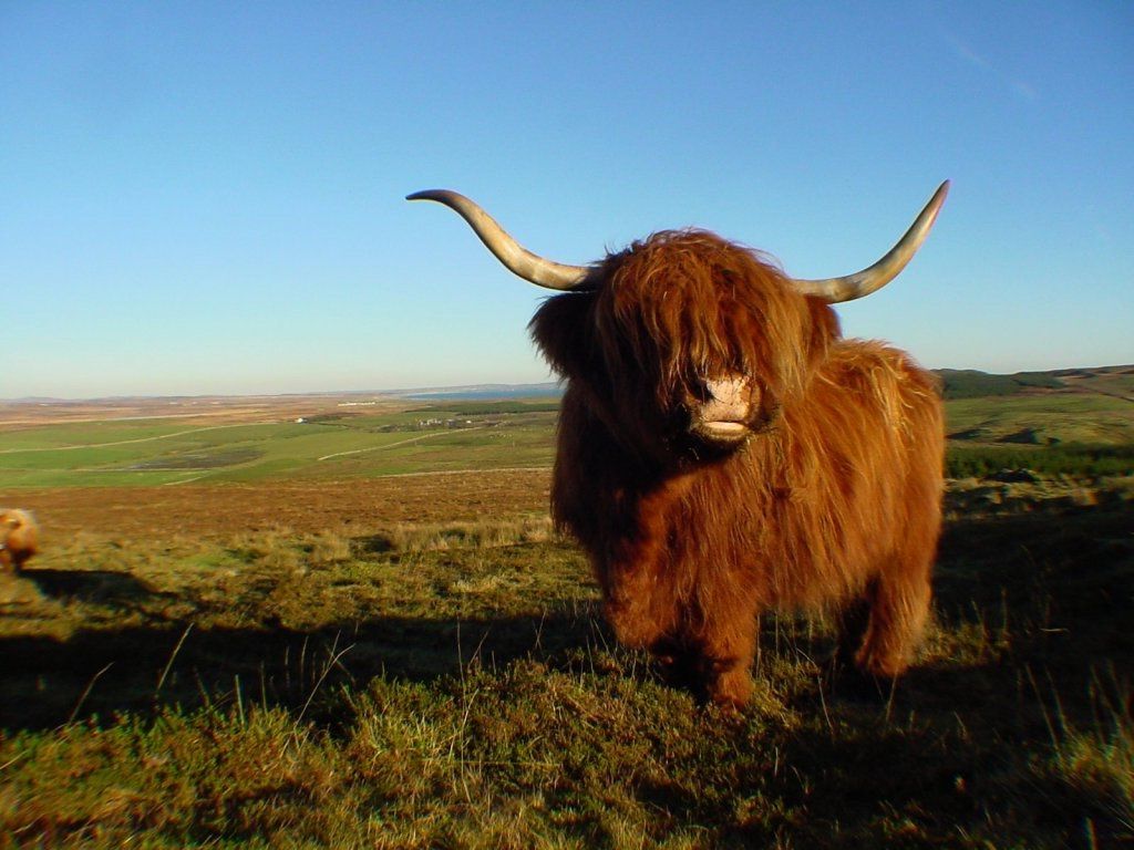 Highland Cow Animals Wallpaper