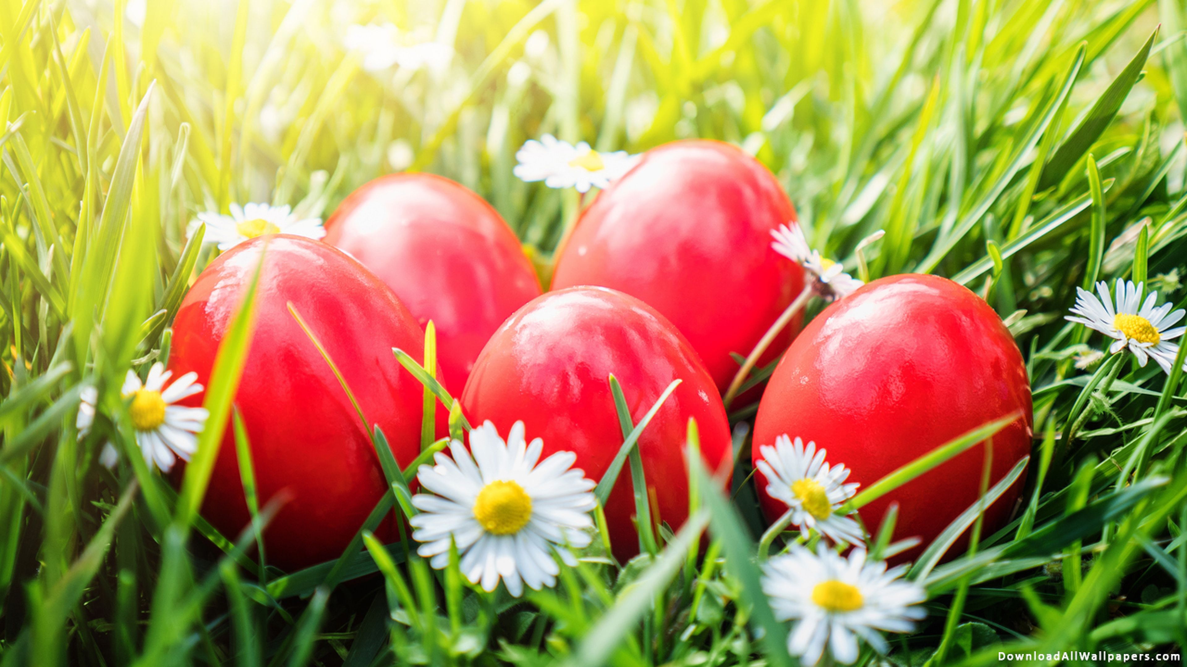 Easter Eggs Red Color, Easter Eggs, Red Eggs, Red Color, Eggs