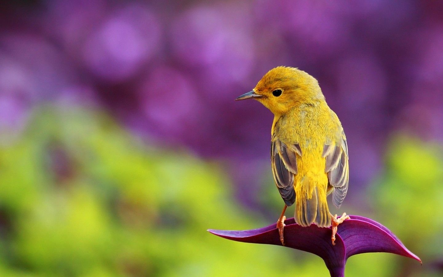 Yellow Bird Spring HD Wallpaper