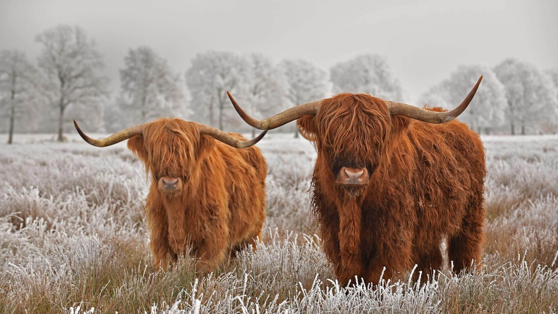 Highland cattle stare down winter