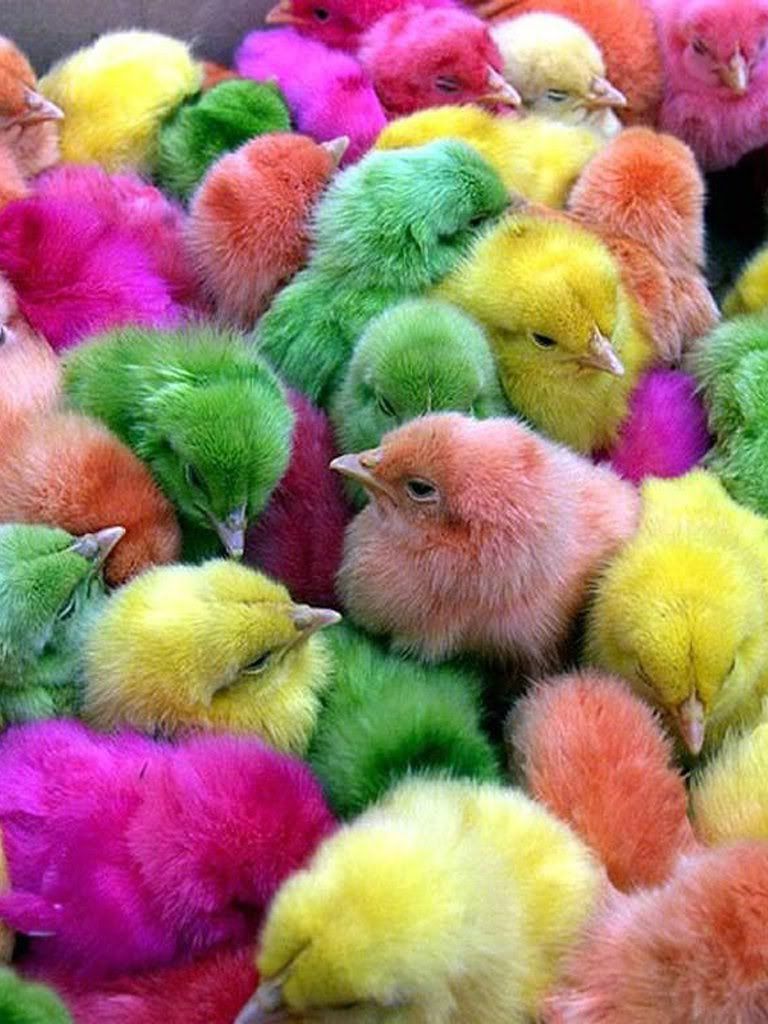 Does anyone else remember the dyed chicks at Easter? my parents