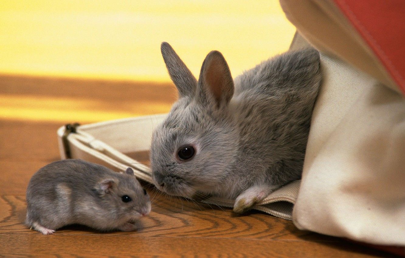 Wallpaper hamster, rabbit, kids, grey image for desktop, section