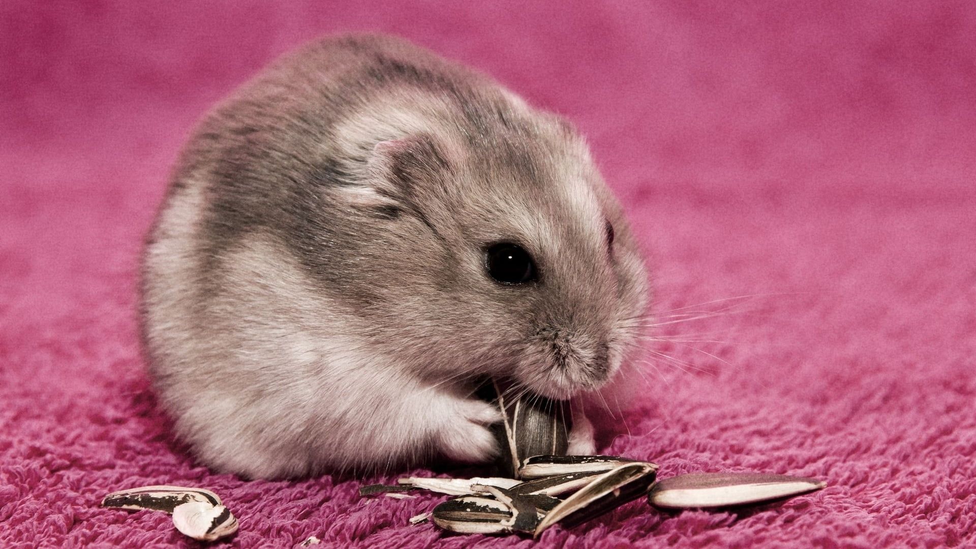 Closeup photography of gray hamster eating sunflower seed HD