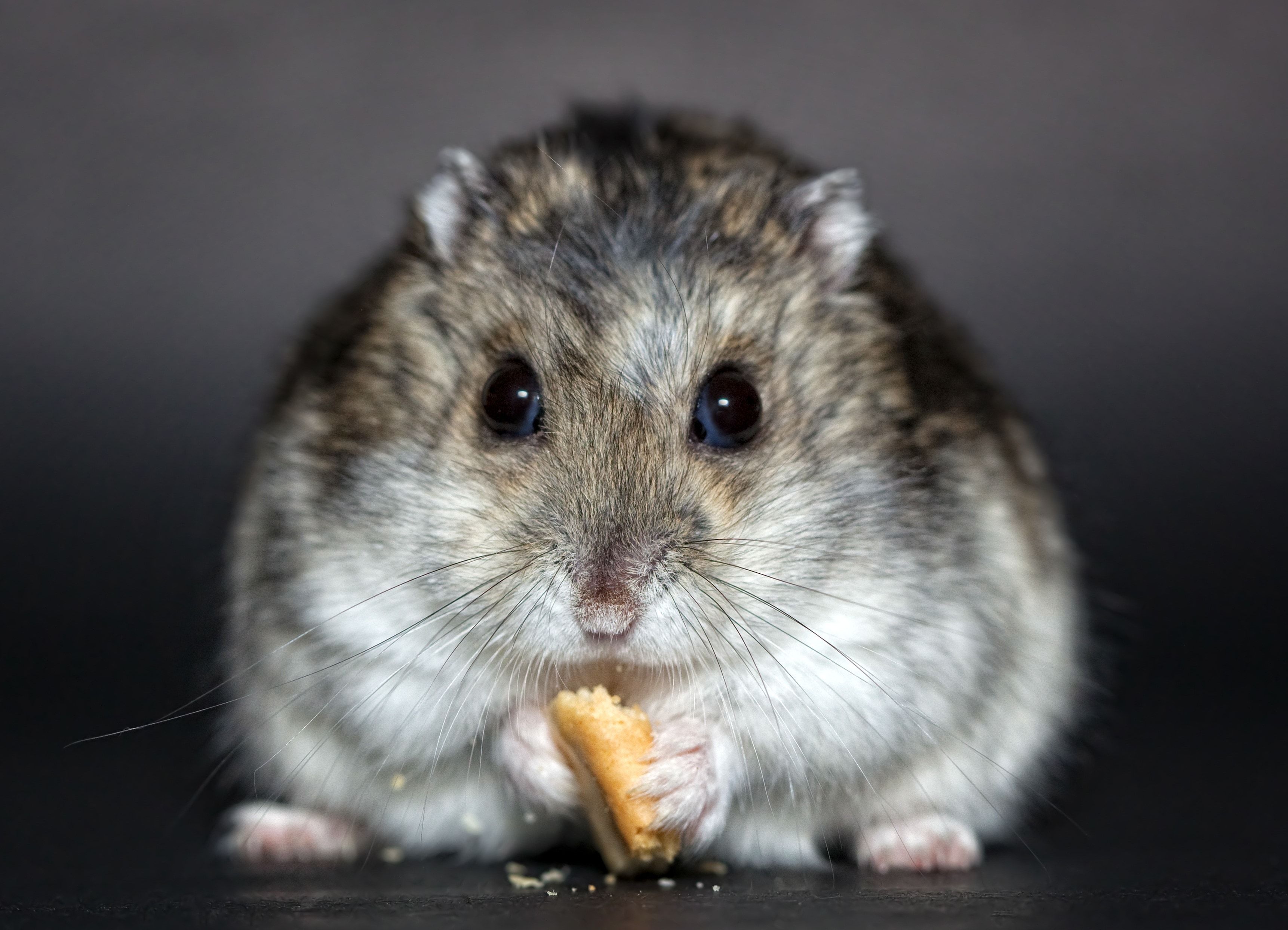 grey and white rodent free image