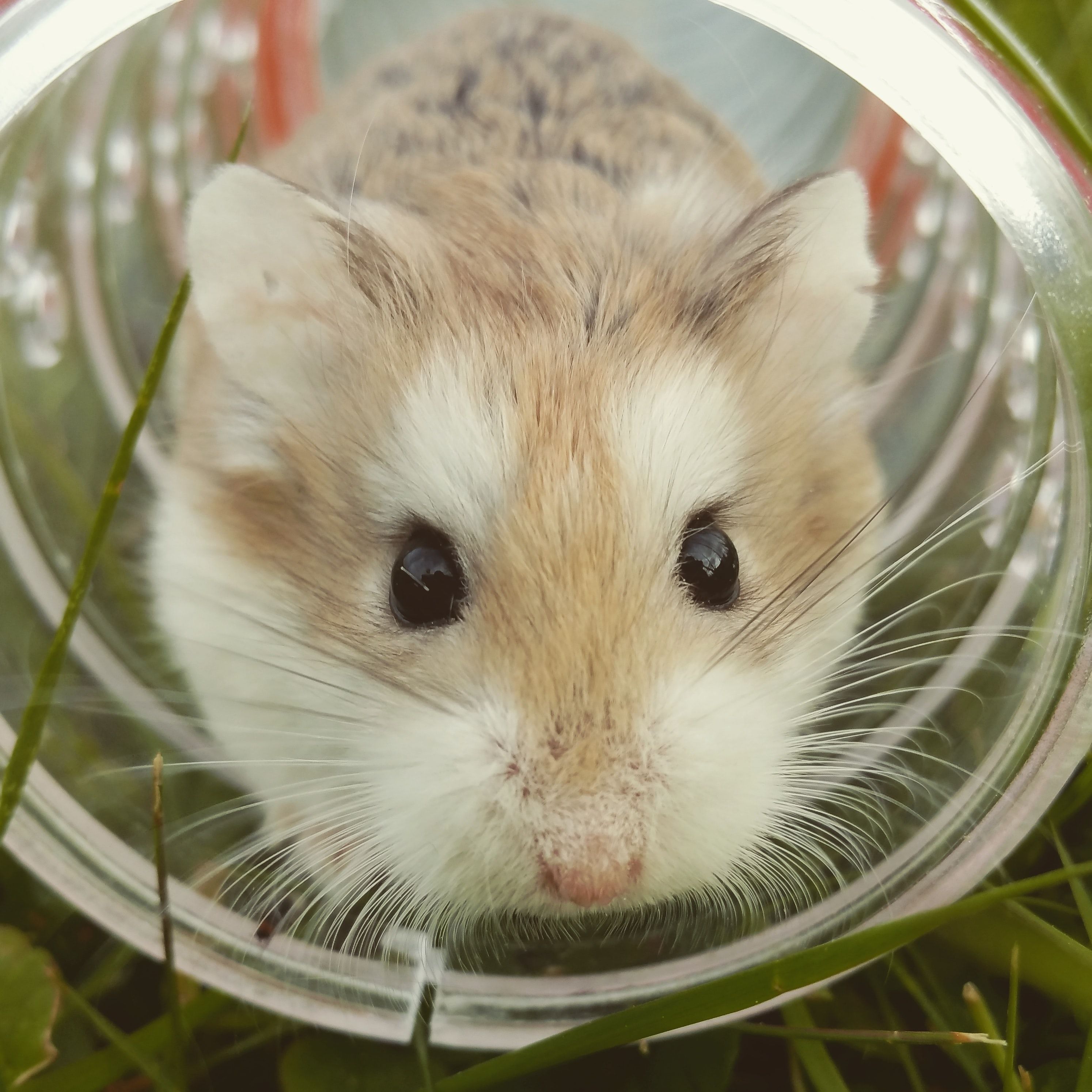 Hamster Picture [HQ]. Download Free Image