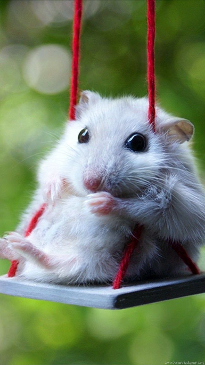 Hamster Wallpaper FREE Picture