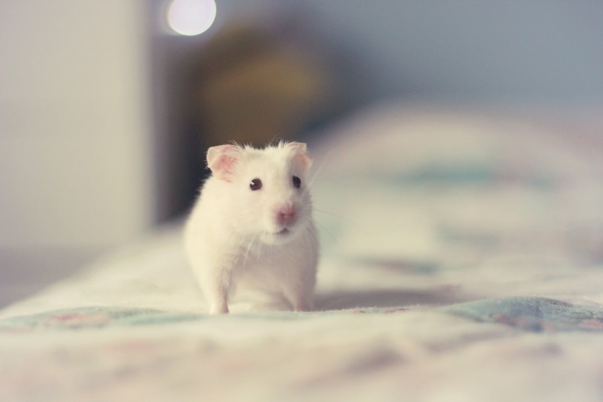 Grey hamster, dwarf hamster HD wallpaper