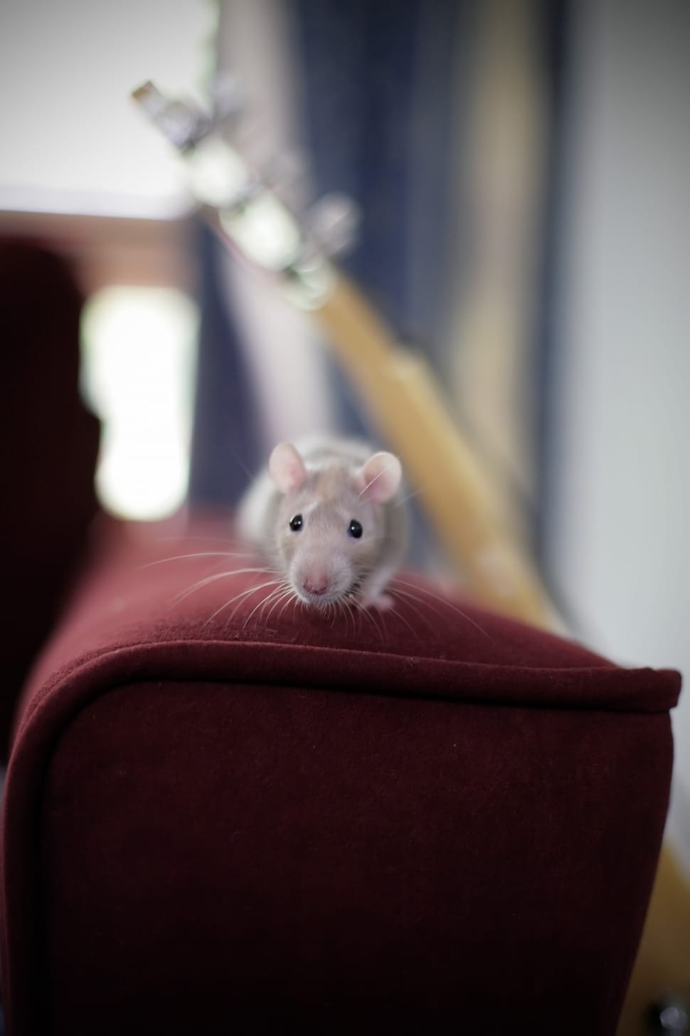 grey hamster free image