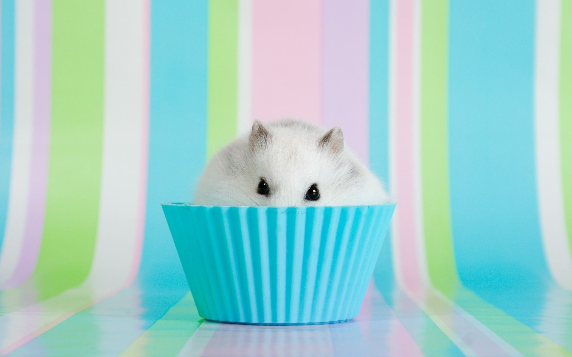Cute Hamster Wallpaper