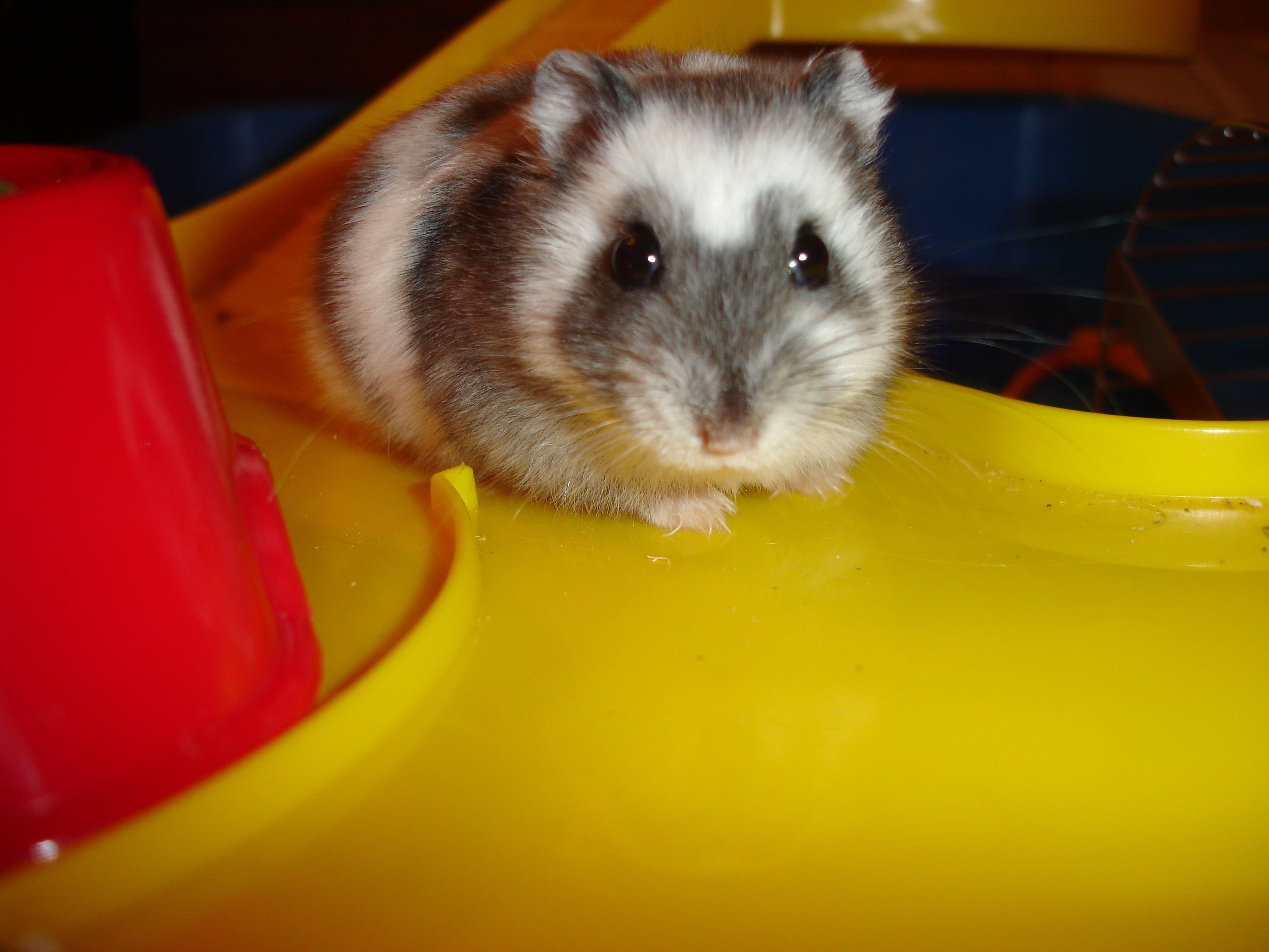 Hamster on critter trail, russian dwarf hamster HD wallpaper