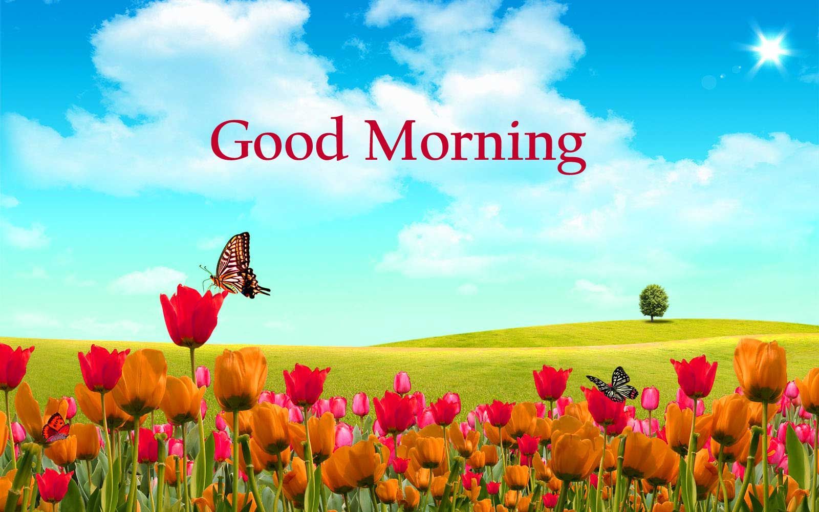 Good Morning HD Wallpaper 3D Morning Image With Nature HD