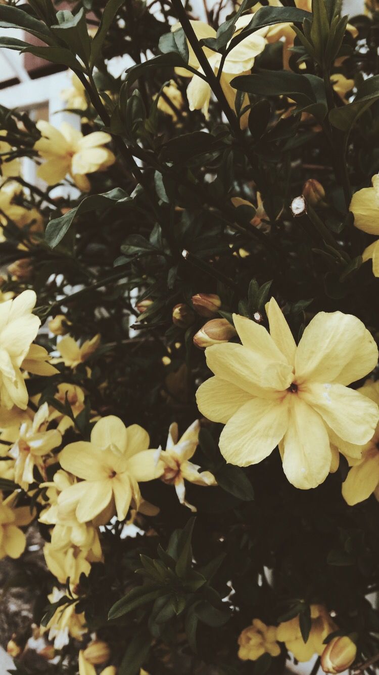 çiçek #flower #wallpaper #iphone. Smoke Men