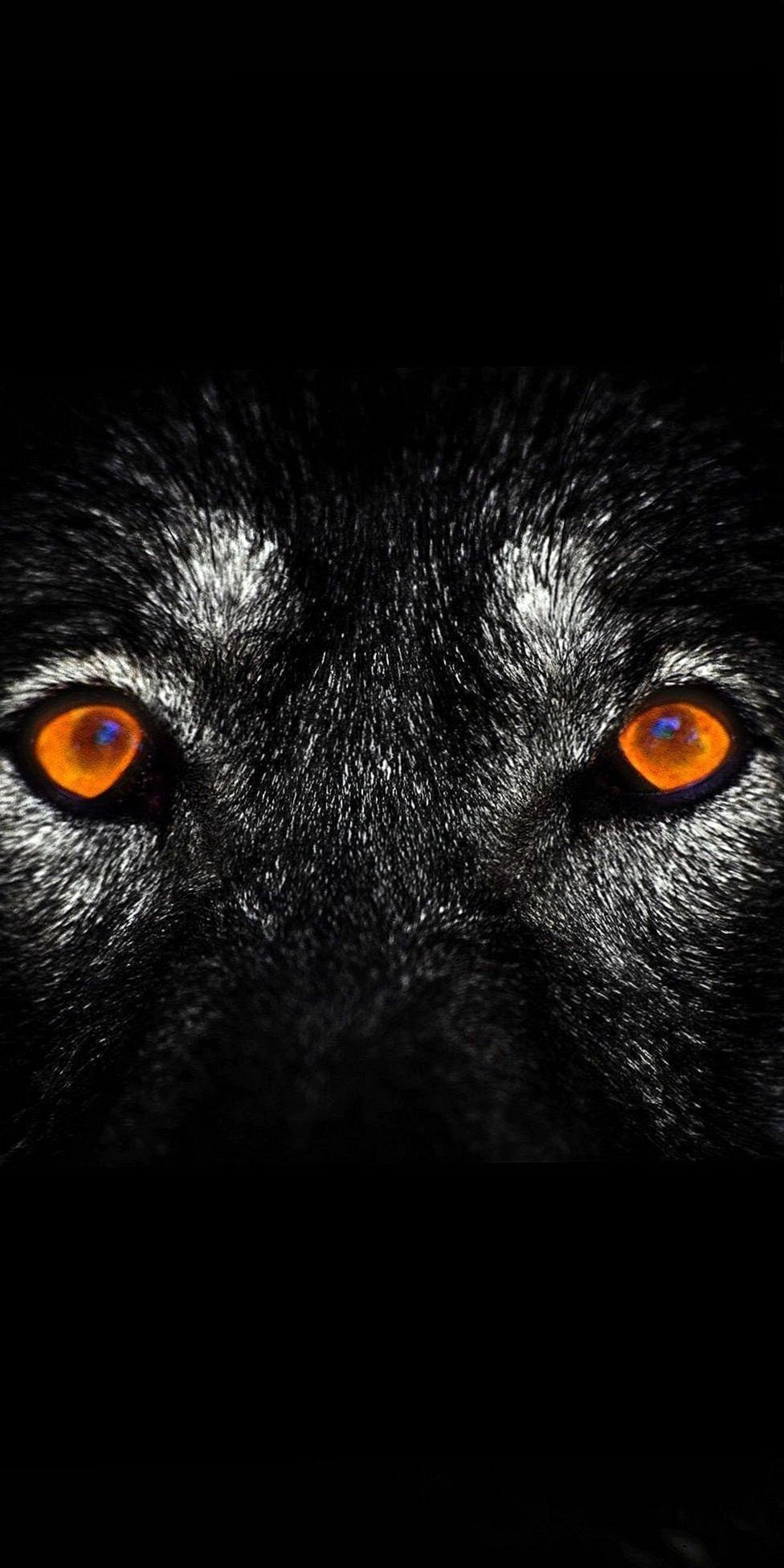 Wolf Smartphone Eye Wallpapers - Wallpaper Cave