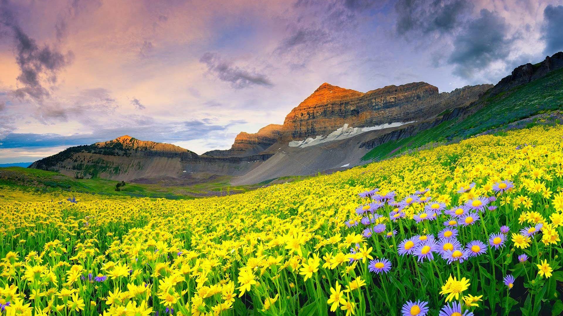 Beautiful Landscape Spring Meadow With Yellow And Purple Flowers