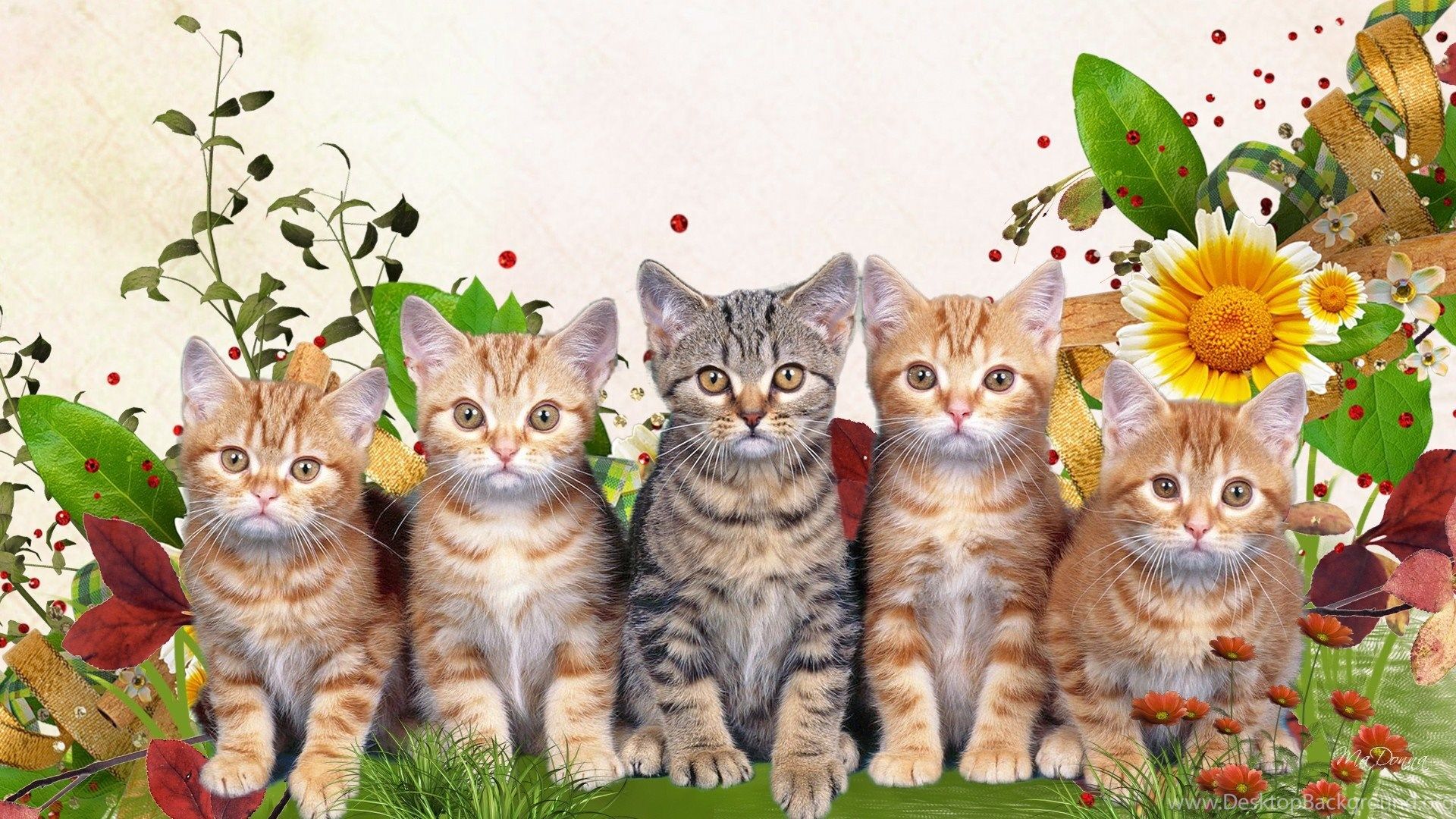 Cats: Spring Kitty Faces Flowers Lawn Grass Cat Summer Fleur Sweet