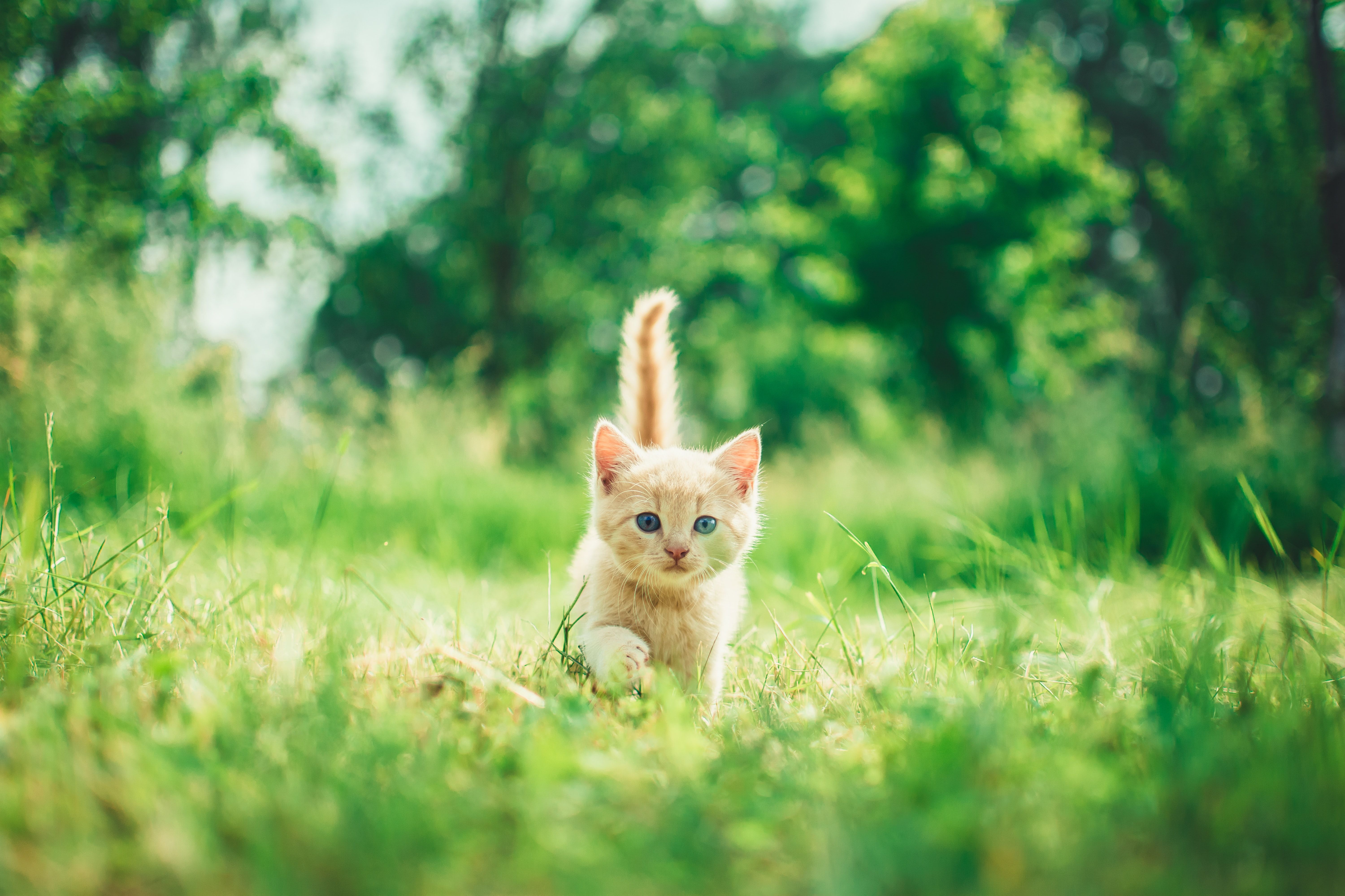 Kitties In Spring Wallpapers - Wallpaper Cave