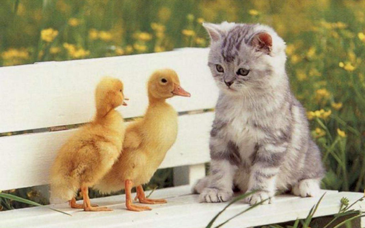 Cute Kitten Wallpaper Background