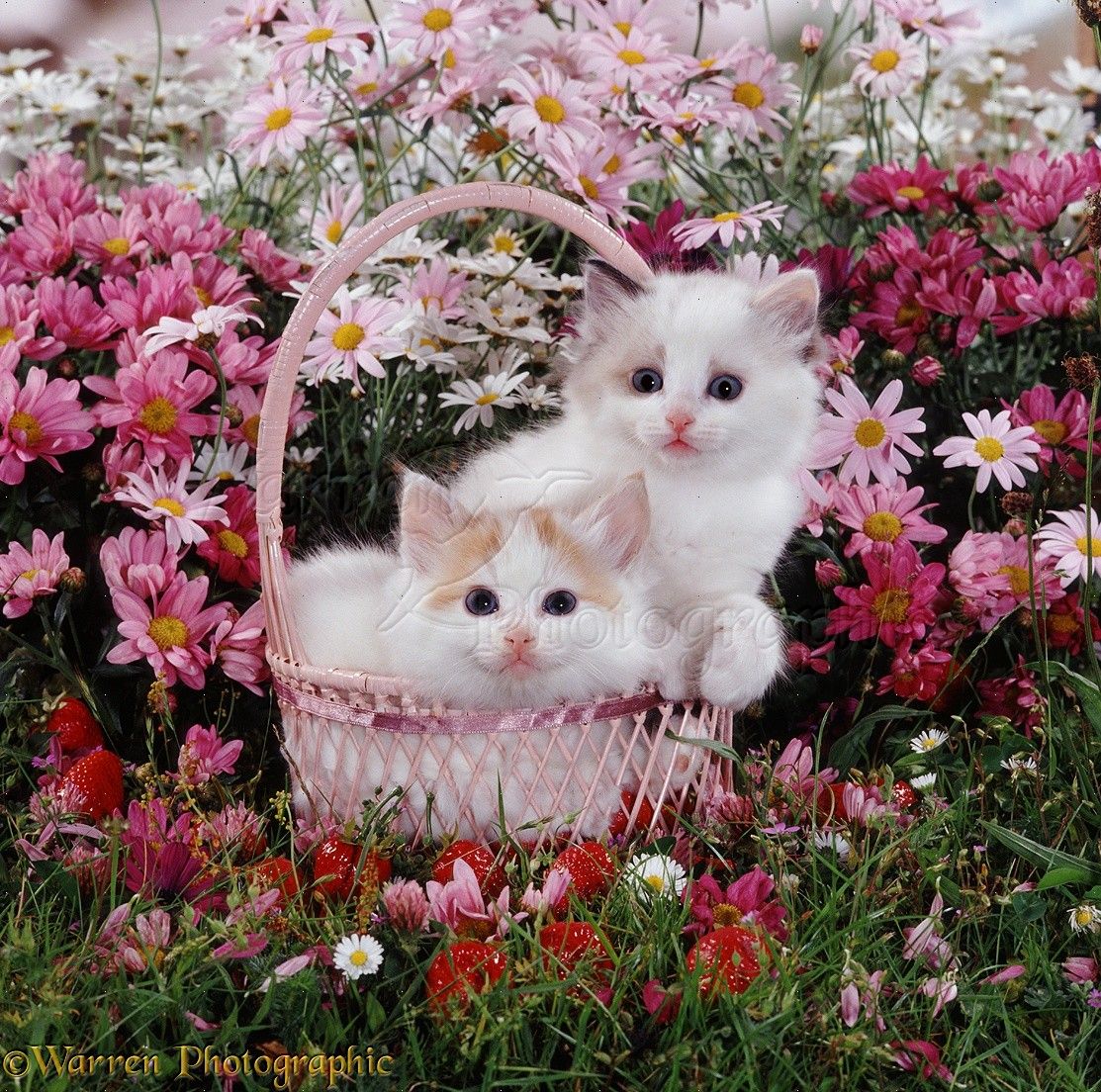 Kittens and Flowers Wallpaper