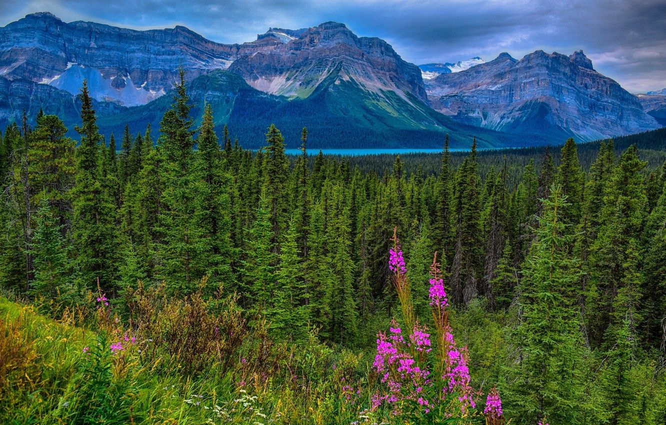 Wallpaper forest, mountains, Canada, Albert, Alberta, Canada