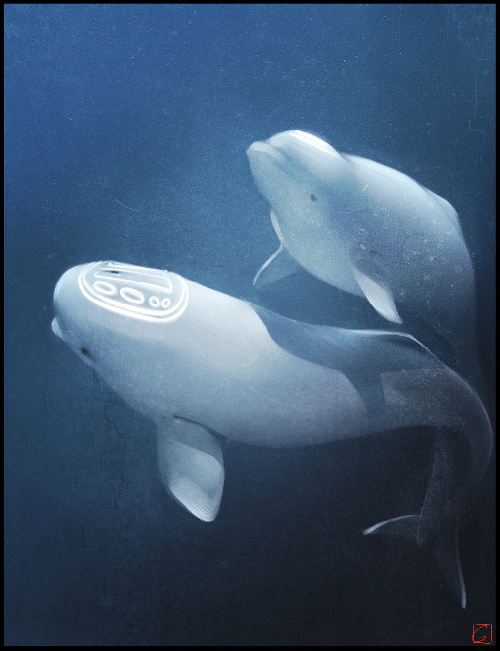 Beluga Whale Background. Beluga Whale