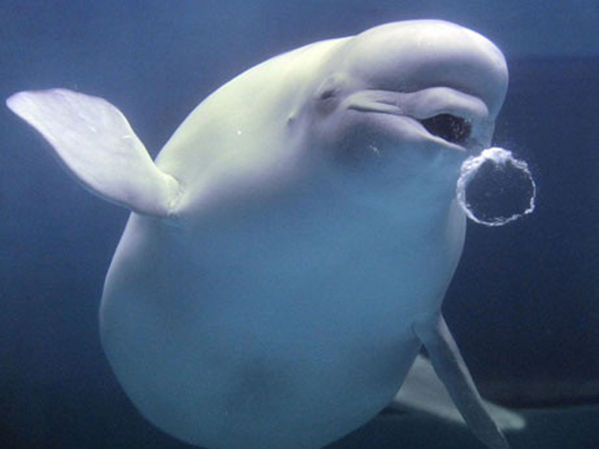 Beluga Whale Background. Beluga Whale