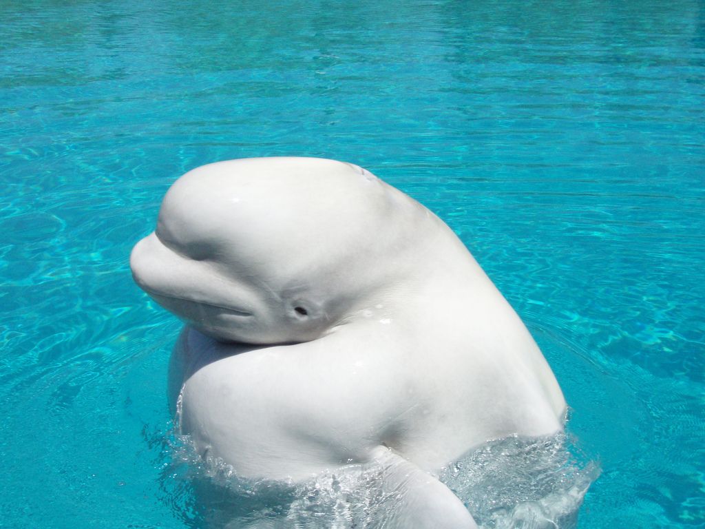 Beluga Whale Wallpaper