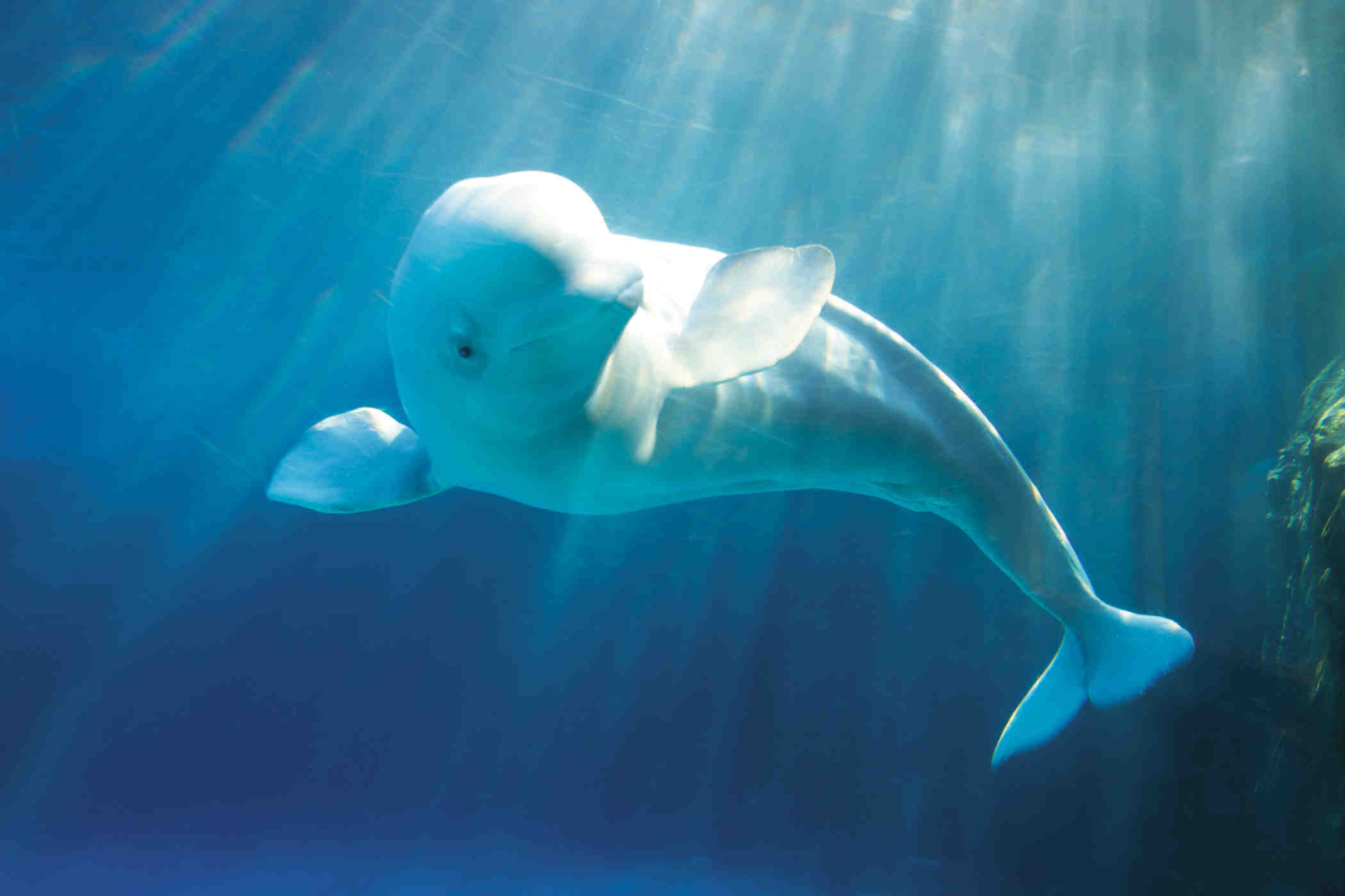 Beluga Whale Background. Beluga Whale
