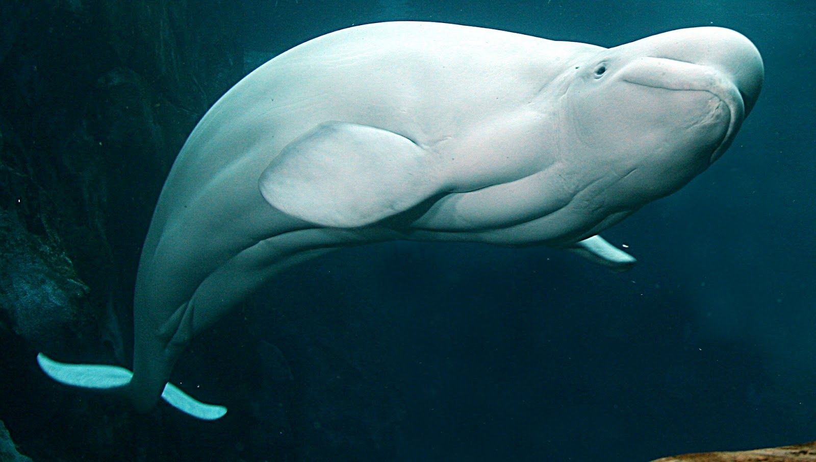 Beluga Phone Screensaver Wallpapers - Wallpaper Cave