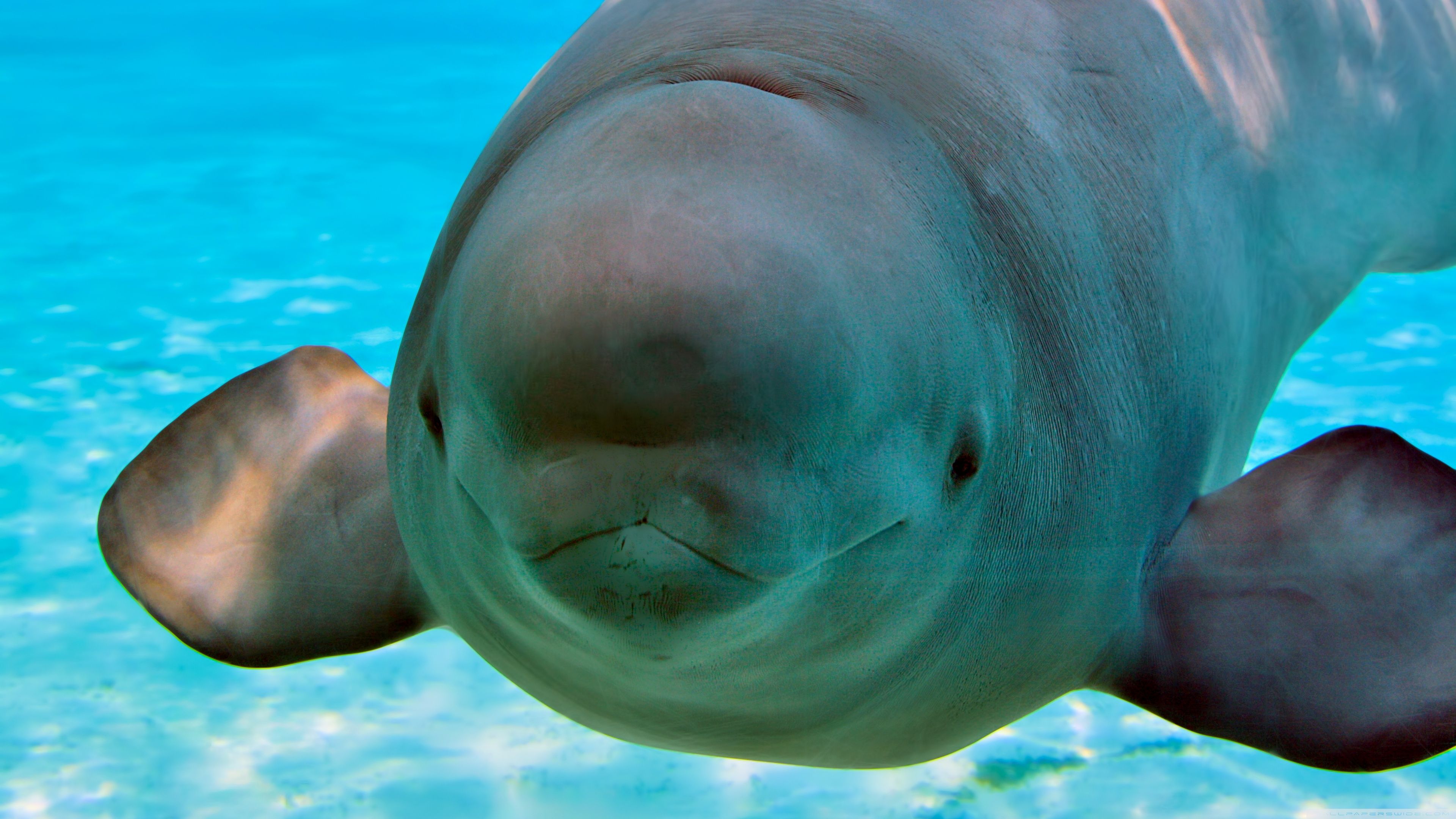Beluga Phone Screensaver Wallpapers - Wallpaper Cave